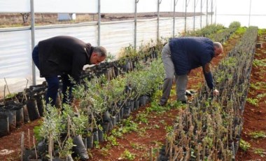 Suriye'nin sıfır noktasında hasat: Siparişlere yetişemiyorlar