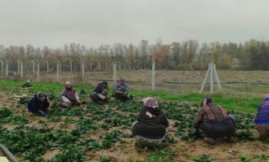 Bilecik'te zorlu hasat: Kilosu 12 TL'den satılıyor...