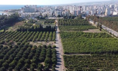 Doğu Akdeniz'de hasat başladı: 650 bin ton üretim yapılıyor...