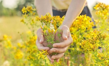 Antidepresan olarak bile kullanılıyor, bu bitki binbir derde deva