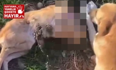 'Aç kalan köpekler birbirlerini yedi' iddiası! İnceleme başlatıldı