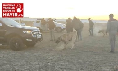 Kayseri'de bahisle köpek dövüştüren 37 kişiye 150 bin TL ceza, 8 kişiye gözaltı