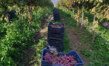 Sarıgöl Ovası'nda hasat başladı: Günde 10 kamyon kesim yapılıyor... Dalında fiyatı 45 lira