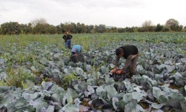 Aydın'da hasat başladı: Tarlada 6, markette 19 TL! Üst solunum yolu enfeksiyonlarına karşı kalkan görevi görüyor