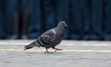 Güvercin öldüren taksi şoförüne gözaltı