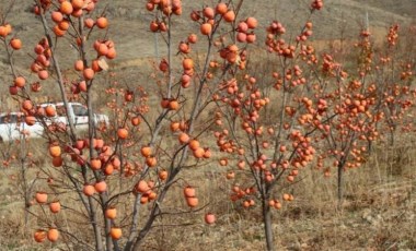 Keban’da hasat başladı: 15 dekarda 7 ton ürün