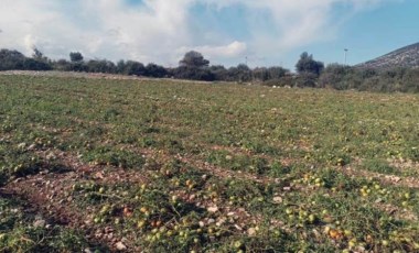 Datça'da son hasat yapılamadı! Ürünler kullanılamaz hale geldi