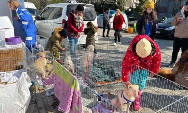 Enkazdan çıkarılan hayvanlar için sahra çadırı kuruldu