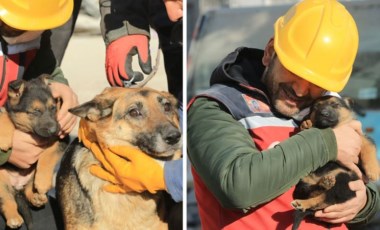 Diyarbakır'da günler sonra gelen mucize... Anne köpek, 2 yavrusu ile birlikte enkazdan kurtarıldı