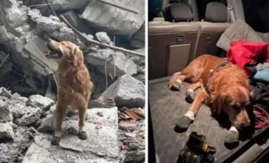 İsveç'ten gelen Killian isimli köpek 17 kişiyi kurtardı