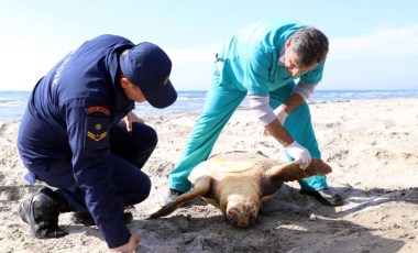 Tekirdağ sahilinde ölü caretta caretta bulundu