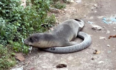 Ayvalık sokaklarında Akdeniz foku görüntülendi