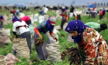 TÜİK: Mevsimlik tarım işçilerinin günlük ücretleri arttı