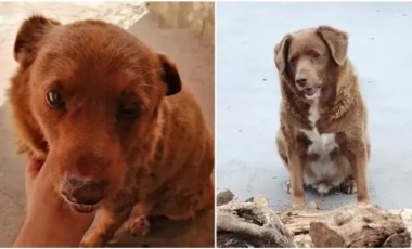 Gelmiş geçmiş en yaşlı köpek rekoru Portekiz'de yaşayan 30 yaşındaki Bobi tarafından kırıldı