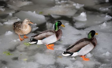 Ankara'nın simgelerinden Kuğulu Park'taki havuz buz tuttu