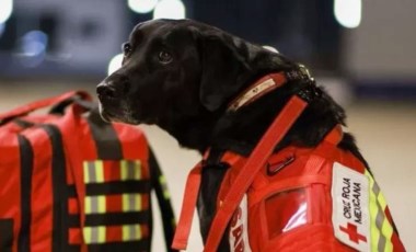 Meksika meşhur arama kurtarma köpeklerini Türkiye'ye yolluyor