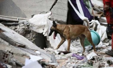 'Arama-kurtarma köpeklerinin psikososyal desteğe ihtiyacı var'