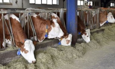 Samsun'da şap hastalığı tedbiri: Hayvan pazarları kapatıldı