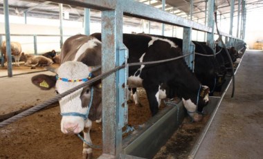 Şap alarmı yayılıyor! Denizli'de hayvan pazarları kapatıldı