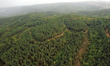 Türkiye Ormancılar Derneği Başkanı'ndan AKP'nin Orman Kanunu'na: Toprağın altına dinamit koyuyorsunuz