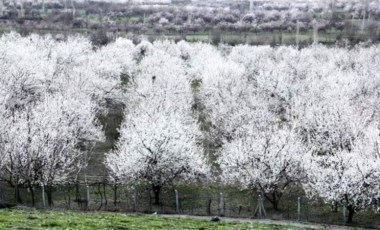 Malatya'da kayısı ağaçları erken çiçek açtı, çiftçiler endişeli