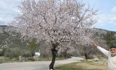 Güneşe aldanan badem ağaçları erken çiçek açtı