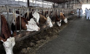 'Şap hastalığı, rüzgar yoluyla da taşınabiliyor'