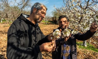 Manisa’nın ünlü kirazı kuraklık tehlikesiyle karşı karşıya