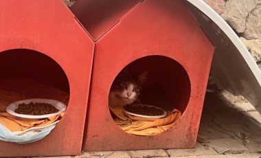 Kadıköy'de mahalleliyi ayağa kaldıran toplu kedi ölümleri: Büyük bir katliam