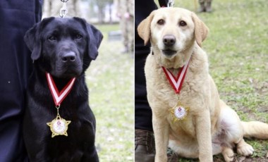 78 kişiyi kurtardılar: Arama kurtarma köpeklerine madalya verildi