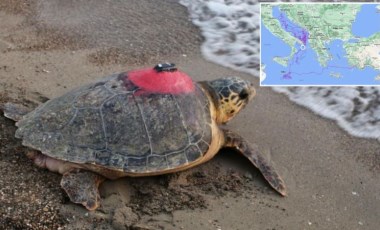 Caretta Caretta Tuba’yı 8 milyon kişi takip etti!