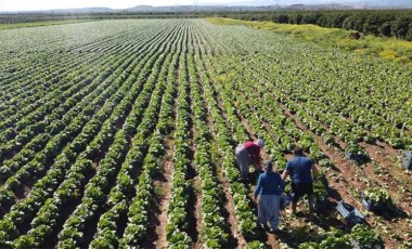 Marul üreticisi çiftçi: 'Tarlaya göre fiyat dışarıda çok yüksek'