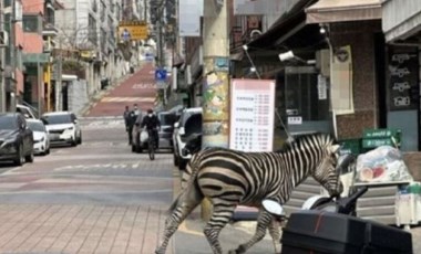 Hayvanat bahçesinden kaçan zebra şehri birbirine kattı!