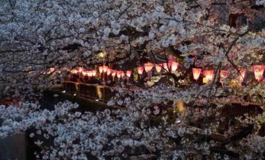 Japonya'da fenerlerle süslenen kiraz çiçeklerinin tabloyu andıran manzarası