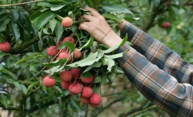 Portakaldan 20 kat fazla c vitamini içeren meyve! Cildi de gençleştiriyor