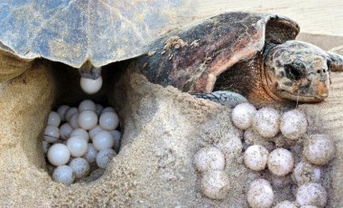 Çiftleşen caretta carettalar için 'sessizlik' uyarısı