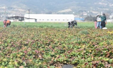 Hatay'da sebze hali açılamadı, marul ve şalgam tarlada kaldı