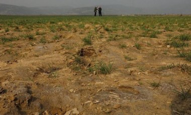 İzmir'de kuraklık: Çiftçi tahıl rekoltesinden endişeli