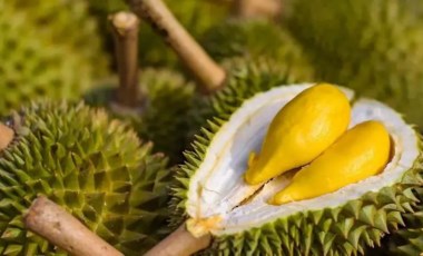 Durian meyvesi nedir, nerede yetişir? Durian meyvesi neden yasak?