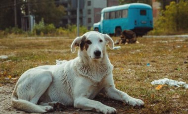 Çernobil’de yaşayan köpekler diğerlerinden farklı: Peki neden?