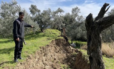 Deprem Hatay'daki 80 yıllık zeytin ağacını da vurdu: İkiye bölündü