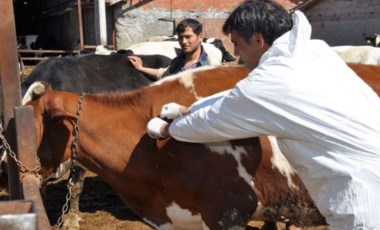 Bakanlıktan 'şap virüsü' açıklaması: İkinci bir duyuruya kadar yasaklandı!