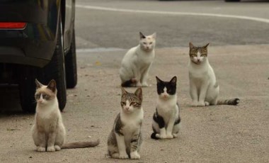 Sokak kedilerinde ’Korona’ vakaları: 'İkinci kedi sahibi olmak isteyenler dikkat etsin'