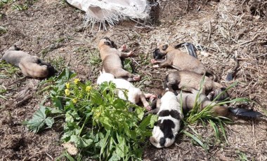 Vicdansızlığın bu kadarı! Çuvaldan çıktılar... 11 yavru köpek ölüme terk edildi