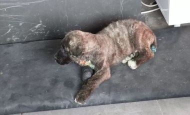 Denizli'de yavru köpeğe işkence: Suç duyurusunda bulunuldu!