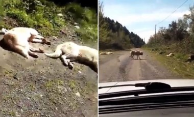 Yer Zonguldak... Onlarca köpek boş arazide ölüme terk edildi