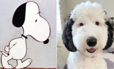 Çizgi film karakteri Snoopy gerçek oldu