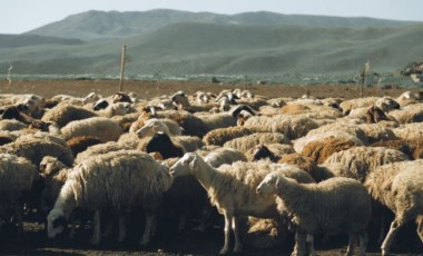 Ağıla giren köpek sürüsü yaklaşık 40 koyunu telef etti