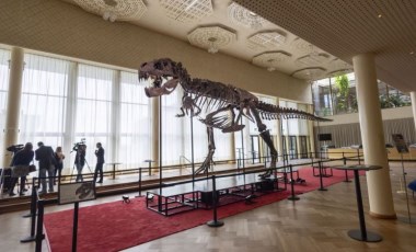 T-Rex cinsi dinozor iskeleti 6,2 milyon dolara satıldı