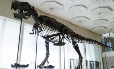 T-Rex iskeleti 6,2 milyon dolara satıldı